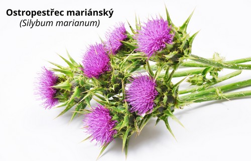 Ostropestřec mariánský